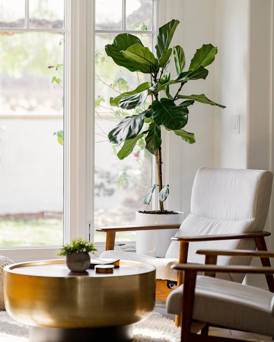 Große Zimmerpflanze am hohen Fenster, davor ein heller Sessel und ein goldener Couchtisch